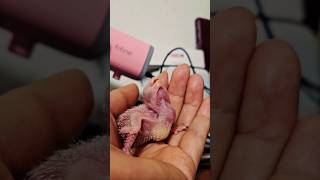 16일되 퀘이커 앵무새 아가에요          #앵무새 #퀘이커앵무새 #퀘이커이유조 #이유조 #반려동물 #반려조 #분양맛집 #분양