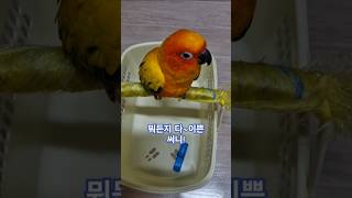 뽀뽀뽀~ 노래하는 써니!~ #썬코뉴어 #parrot #앵무새 #뽀뽀뽀 #노래 #sing #cute #써니