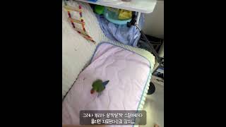 [모란앵무새 로또] 앵무새 놀아주기ㅣ얘는 안지쳐요.. 제가 지쳐요  #parrot #반려동물 #birds