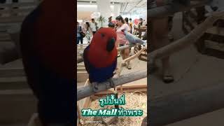 สิ่งที่เรียกว่ารูปปั้น ( เพลง …