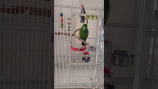 뽀뽀~쪽! 하는 앵무새 | 옹알이 타임  #뉴기니아#앵…