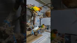 #birds #parrot #앵무새 #앵무새스타그램 #썬코뉴어#도가머리사랑앵무 #눈테모란  #앵무새집사의일상  다같이 함께 잘지내기~~~^^