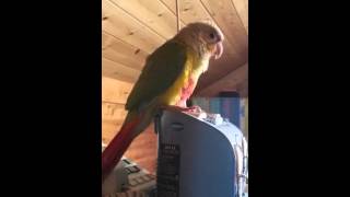 파인애플 코뉴어 앵무새 안녕 말하기2