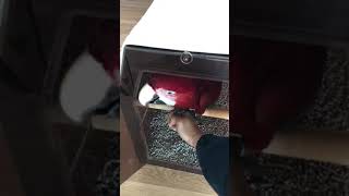 진영 앵무새 마을 홍금강 앵무새 타미랑 출발 합니다