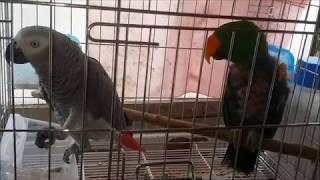self injury Eclectus parrot th…