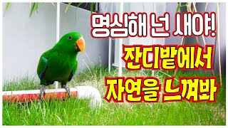 앵무새키우는방법 앵무새 외출!