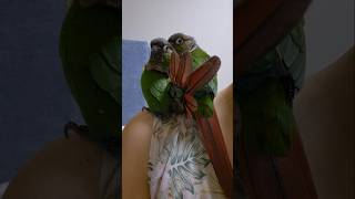 코뉴어앵무새#하랑이 #하봉이#parrot#cute