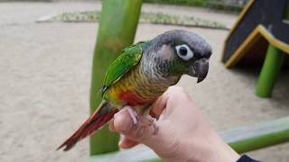 [앵무파파] 아기코뉴어 연두의 첫 비행훈련 [2018.…