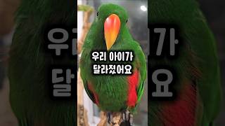 습관성 자해를 반복했던 앵무새가 이렇게 달라졌어요 #앵무새 #환골탈태