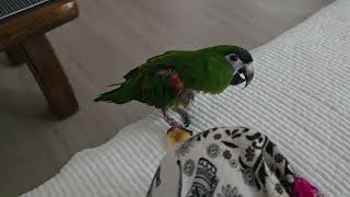 앵무새. 한스마카우. 2013년생. 13살. 말린 바나나 먹는 모습.