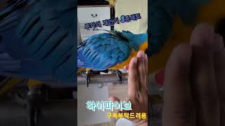 청금강앵무새 루카의 개인기 3종세트 (만세,악수,하이파…