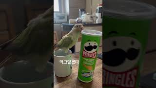 먹겠다는 의지^^ 똑똑한 우리연두#앵집사#코뉴어#반려동…