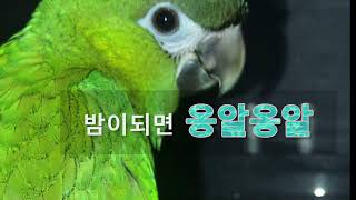 앵무새 옹알이 #한스마카우