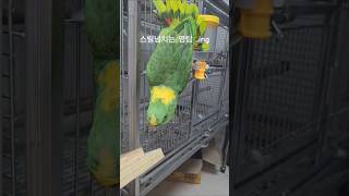 스릴넘치는  새신혼방 염탐ing 훔쳐보기 #birds #아마존앵무새 #새신혼방