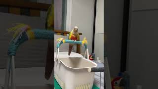 소망이의 일상(코뉴어)