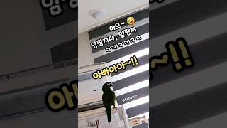 암팡진 율리 #말하는앵무새 #한스마카우