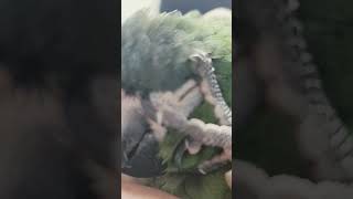 한스마카우.뽀미.2024.8.14