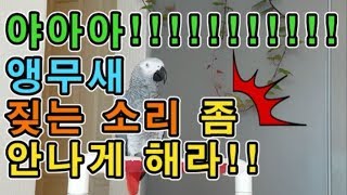 [수다쟁이 회색앵무 코코] EP.4 개 짖는 소리 내는 앵무새 코코