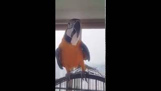 청금강 콴선생이 보여주는, 앵무새가 2분만에 천원을 쓰는 법 [BLUE&GOLD Macaw Qwan ]