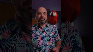 Reuniting Sugar the Cockatoo