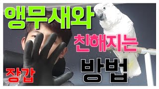 앵무새와 친해지는 방법? 장갑? 직접 보여드리겠습니다.