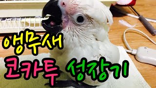 앵무새 성장기. 엄브렐라 코카투 링고