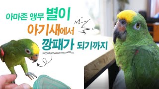 아마존앵무 키우기 / 순진한아기새가 깡패가 되어가는 과…