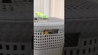 소망이와 사랑이(코뉴어)(사랑앵무)