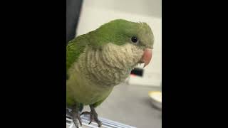 새로온 퀘이커를 소개합니다~#퀘이커앵무 #퀘둥이 #새 …