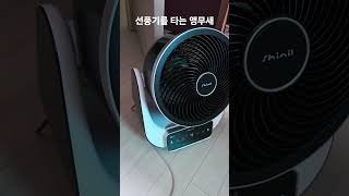 선풍기를 타는 앵무새 #parrot #birds #코뉴…