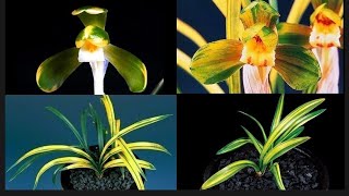 1월23일 월요일 좋은 품종들 10분 준비했습니다