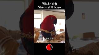 앵무새는 먹느라 바빠