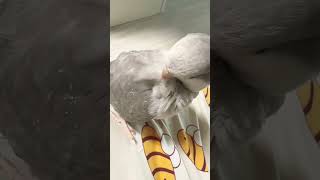 하고싶은거 다해 ㅋㅋㅋ 먼지야!!! #퀘이커앵무새