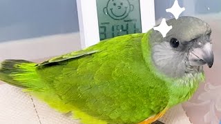 아기 앵무새의 치명적인 귀여움 -☆