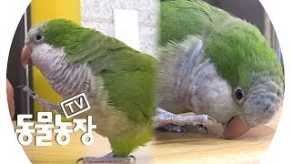 친화력 만렙! 신통방통한 편의점 앵무새 ‘딱지’ @TV 동물농장 20190127