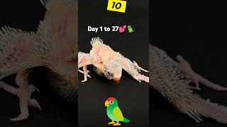 ️ Baby. Bird .growth stepes  s…