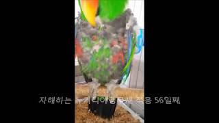 self injury Eclectus parrot th…
