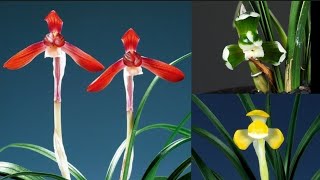 12월11일 좋은 품종들 다양하게 준비했습니다