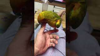 썬코뉴어 앵무새 (바다)입니다