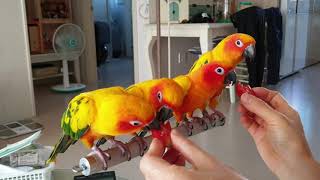 썬코뉴어 써니가족