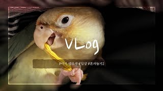 귀여운 아기 앵무새 머리끈 가지고 놀기2
