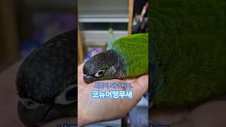 코뉴어앵무새#하랑이#하봉이#cute