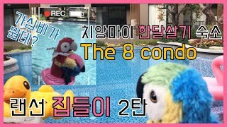 [BURI BURI] 앵무새커플의 치앙마이 가심비숙소 the 8 condo 집들이 2탄!! ft.치앙마이 한달살기숙소