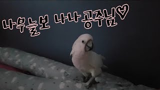 어리버리 앵무새의 배변 가리기& 발정행동  배변훈련