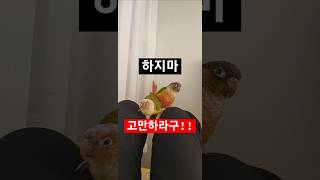 둘다숫놈일수도..고만해라!#코뉴어#썬코뉴어#퀘이커#사랑…