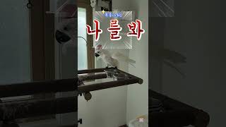 목욕하고 신나서 또 목욕하는 토르군!!!#앵무새 #코카투 #엄브렐라코카투 #앵스타그램 #발꾸락게코