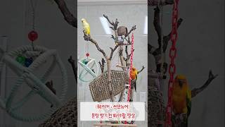 퀘이커, 썬코뉴어 분양받기 전에 보세요 / 이게 현실입니다 #birds #앵무새 #parrot #shorts