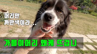 머리만 까만 가을이, 질투 많은 봄이 (feat.앵무새, 블루베리, 며느리밥풀)