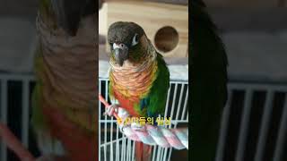 UFC앵무새#동물키우기 #코뉴어 #앵무새키우기 #앵무새…