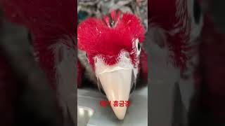 애기 홍금강~   #앵무새분양 #홍금강앵무새 #앵무새카…